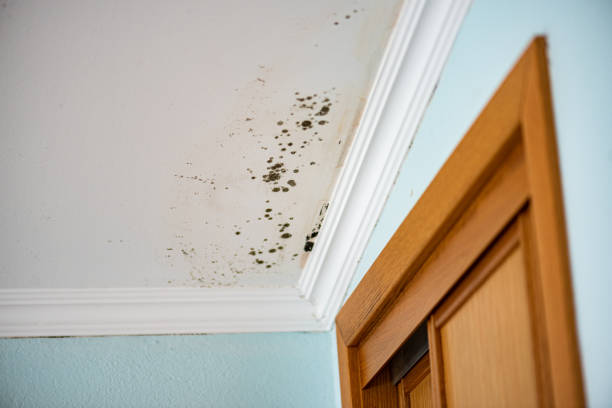 Best Environmental Consulting for Mold Prevention  in Warren, MI